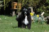 CHIEN NU CHINOIS 043